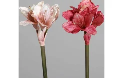 Amaryllis