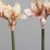 Amaryllis